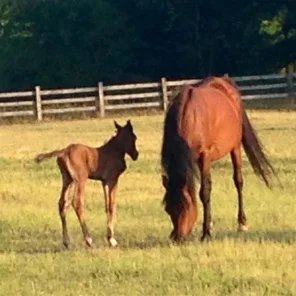 Thee Desperado daughter and her just born, Al Maliik colt