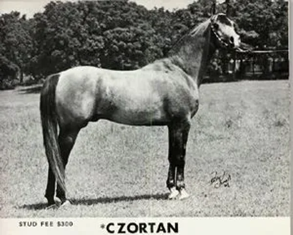 *Czortan