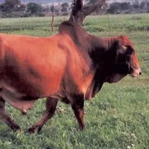 Mpwapwa