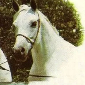 COMAR RAFEYMA