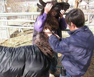 Discussions on Reproduction in New World Camelids - Pt 1