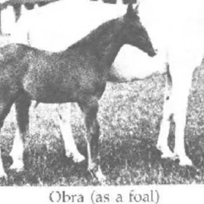 Obra