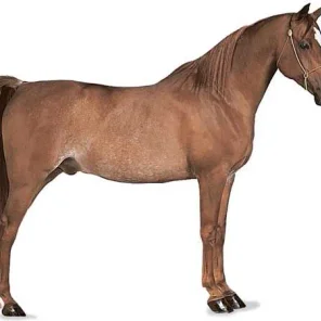 Thoroughbred Horse - Pt 2
