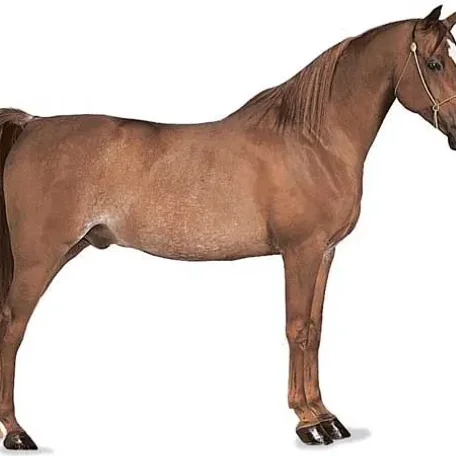 History of the Thoroughbred Horse