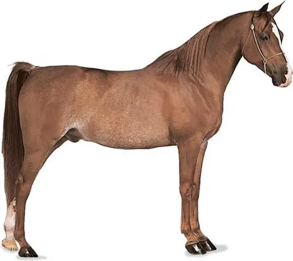 History of the Thoroughbred Horse
