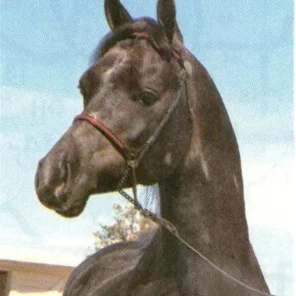 Gai Latour