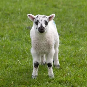 Shy Sheep