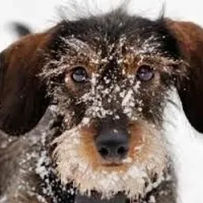Animals in Winter We Domesticate