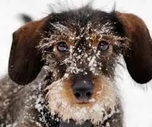 Member pets in Winter