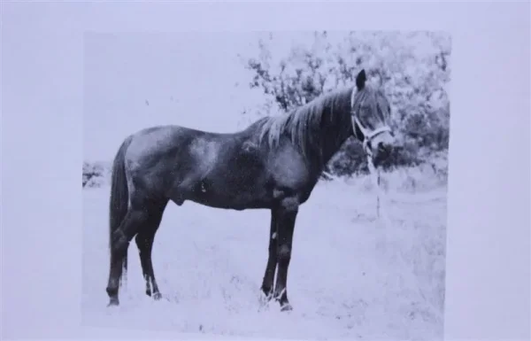 Ferdeyn (Raseyn x Ferdisia) bay stallion, foaled September 27, 1936
bred by W.K. Kellogg Institute