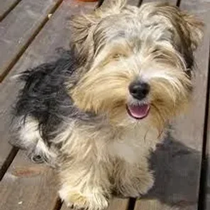 Yorkie-ton (Designer Dog)