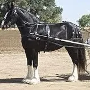 Shire
