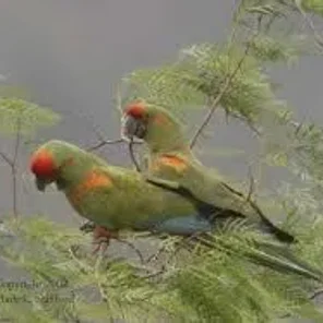 Red-fronted Macaw