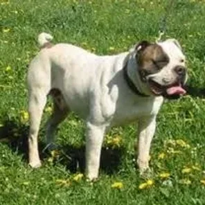 Antebellum Bulldog