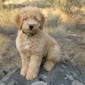 Double Doodle (Designer Dog)