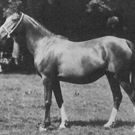 ROSE OF HIND