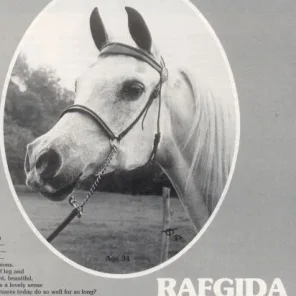Rafgida