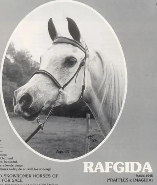 Rafgida
