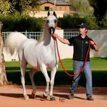 Petressa ( Petrus Carol x Satin Mist )