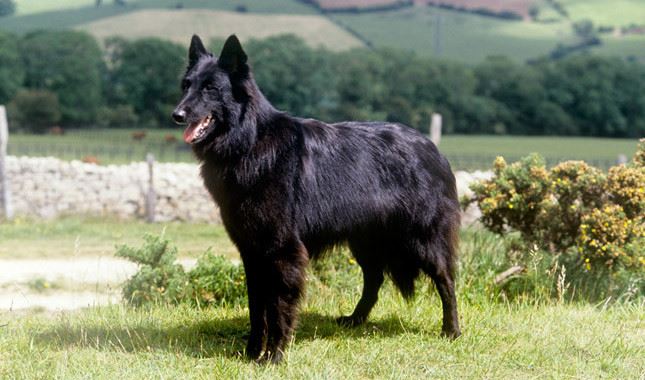 Belgian Sheepdog
