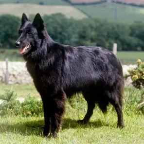 Belgian Sheepdog
