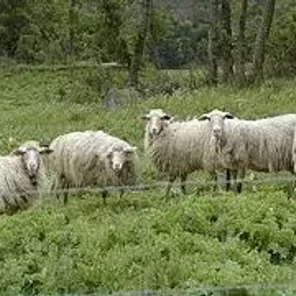 Apiennine