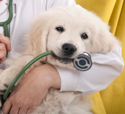 6 Tips for Taking Great Care of Your Diabetic Pet