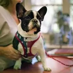 American French Bulldog (Designer Dog)