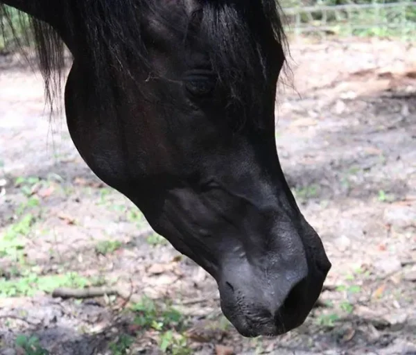 Tamra