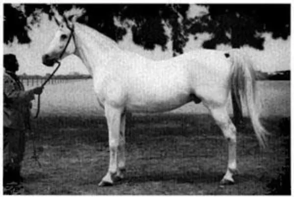 Shahloul