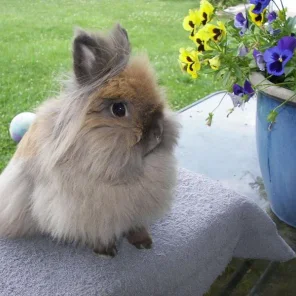Hares From Heaven Beauty