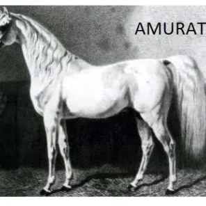 Amurath