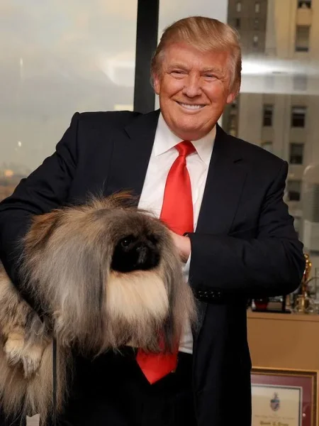 Look who's secretly a softie! The Donald snuggles up to the Pekingese later that day during a visit at Trump'...The Westminster winner chows down in New York.