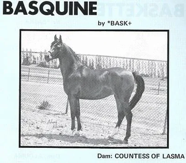 Basquine
