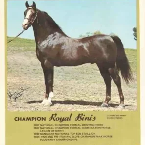 ROYAL BINIS++/