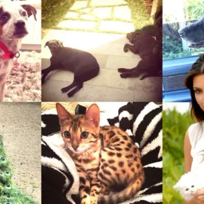 Doggone! Kardashian Family Pets Disappear Into Thin Air