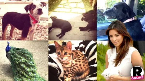 Doggone! Kardashian Family Pets Disappear Into Thin Air