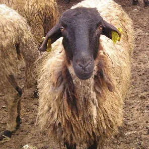 Serrai