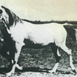 MAGJA