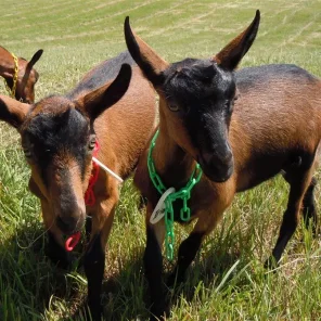 Oberhasli Goat
