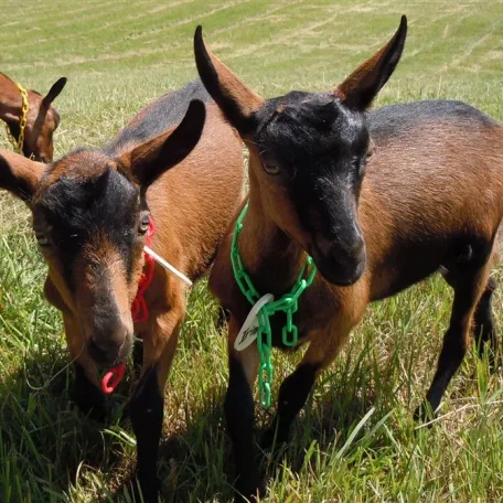 The Oberhasli (also known as the Oberhasli Brienzer) is a dairy breed developed in the mountainous cantons of Bern, Freiburg, Glarus, and Graubunden in Switzerland.