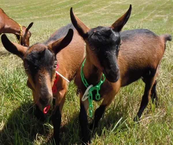The Oberhasli (also known as the Oberhasli Brienzer) is a dairy breed developed in the mountainous cantons of Bern, Freiburg, Glarus, and Graubunden in Switzerland.