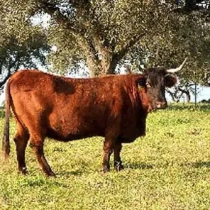 Garvonesa