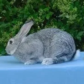 Chinchilla Giant