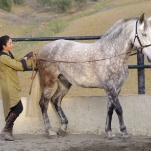 Western Horse Training - Olden Days to Today