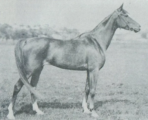 JAGA II (Koheilan I x Bajka by 211 Amurath III)