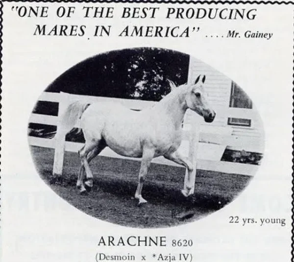Arachne