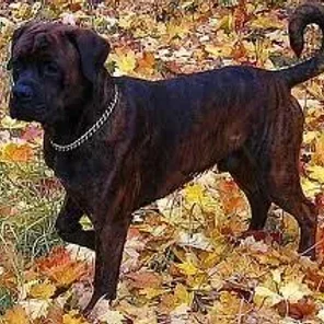 Boxweiler (Designer Dog)