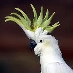 Sulphur-Crested