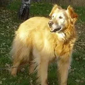 Gollie (Designer Dog)